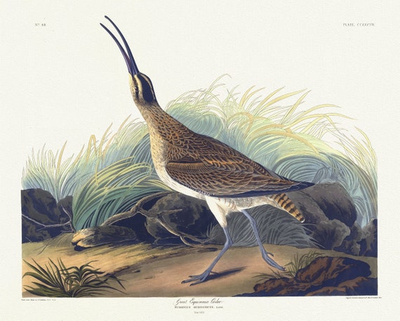 J.J. Audubon,  Great equimaux curlew. Numenius hudsonicus, Lath, 1835, vintage nature print on canvas,  50 x 70 cm, 20 x 25" approx.