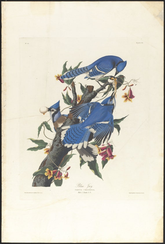 J.J. Audobon,  Blue jay .Corvus cristatus,  1835, vintage nature print on canvas,  50 x 70 cm, 20 x 25" approx.