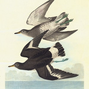 J.J. Audubon, Townsend&#39;s sandpiper. Tringa Townsendi, Aud. Females, 1835, vintage nature print on canvas,  50 x 70 cm, 20 x 25&quot; approx.