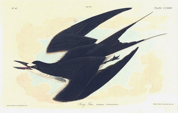 J.J. Audobon, Sooty tern. Sterna fuliginosa. c.1 v.3 plate 235, 1835   , vintage nature print on canvas,  50 x 70 cm, 20 x 25" approx