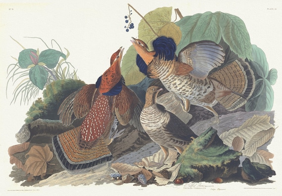 J.J. Audubon, Ruffed grous. Male, 1 & 2. F, 3. Tetrao umbellus. Vulgo pheasant, 1835, print on canvas,  50 x 70 cm, 20 x 25" approx.