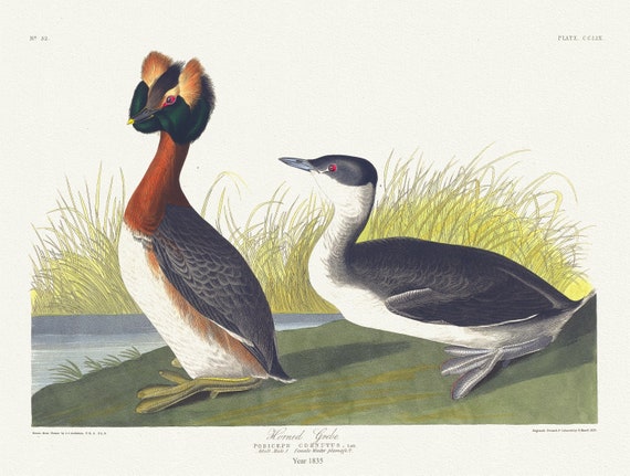 J.J. Audobon,  Horned grebe. Podiceps cornutus, Lath. Adult male, 1. Female winter plumage, 2, 1835,on canvas  50 x 70 cm, 20 x 25" approx.