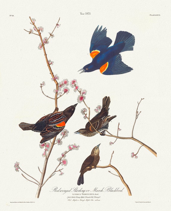 Red winged starling or marsh blackbird. Icterus phœniceus, Daud. Adult male, 1. Young male, 2. Female old, 3. Young, 20 x 25" approx.