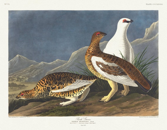 J.J. Audubon, Rock grous. Tetrao rupestrius, Leach. Male in winter, 1. Female summer plumage, 2. Young, 1835, 50 x 70 cm, 20 x 25" approx.
