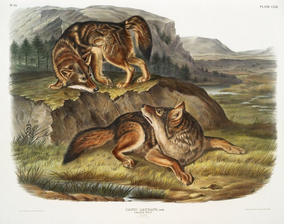 J.J. Audobon, Prairie Wolf (Canis latrans) from the viviparous quadrupeds of North America (1845),  on canvas,  50 x 70 cm, 20 x 25" approx.