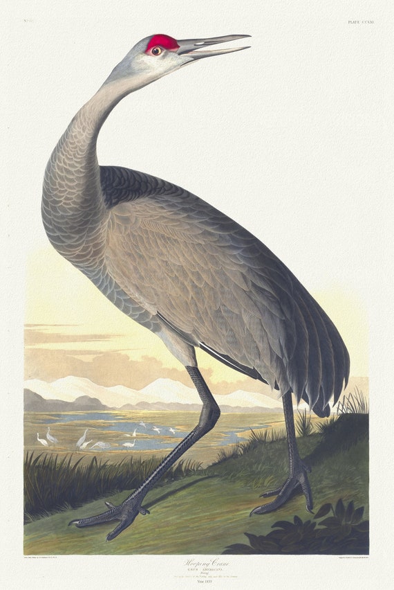 J.J. Audubon,  Whooping crane. Grus Americana. Young ,1835, vintage nature print on canvas,  50 x 70 cm, 20 x 25" approx.