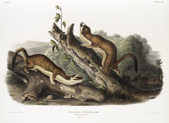 J.J. Audobon, Bridled Weasel (Putorius frenata) from the viviparous quadrupeds of North America (1845) ,  50 x 70 cm, 20 x 25" approx.