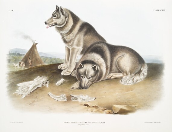 J.J. Audobon, Esquimaux Dog (Canis familiaris) from the viviparous quadrupeds of North America (1845), canvas,  50 x 70 cm, 20 x 25" approx.