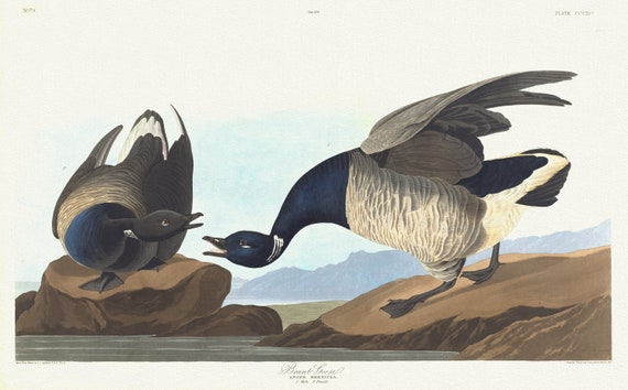 J.J. Audobon,  Brant goose. Anser bernicla. 1. Male. 2. Female, 1835, vintage nature print on canvas,  50 x 70 cm, 20 x 25" approx.