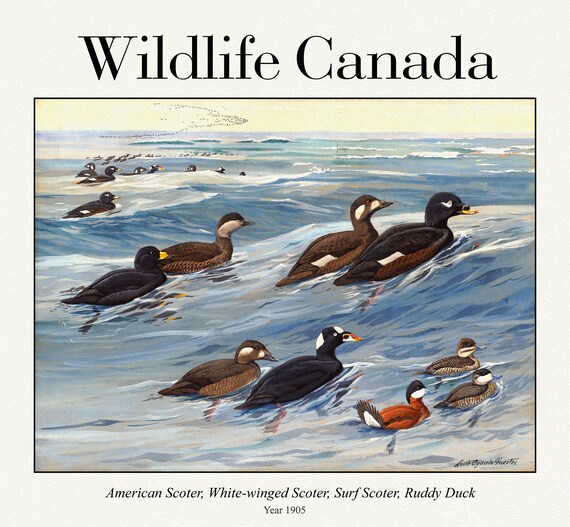 Wildlife Canada, American Scoter, White-winged Scoter, Surf Scoter, Ruddy Duck, nature print on canvas,  50 x 70 cm, 20 x 25" approx.