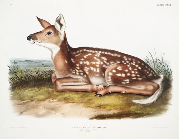 J.J. Audobon, North American Deer (Cervus Virginianus) from the viviparous quadrupeds of North America (1845),  print, 20 x 25" approx.