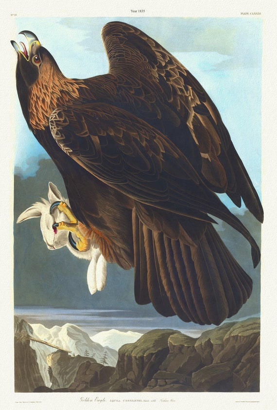 J.J. Audubon, Golden eagle. Aquila chrysaetos. Female adult. Northern hare. 1835,  nature print on canvas,  50 x 70 cm, 20 x 25" approx.