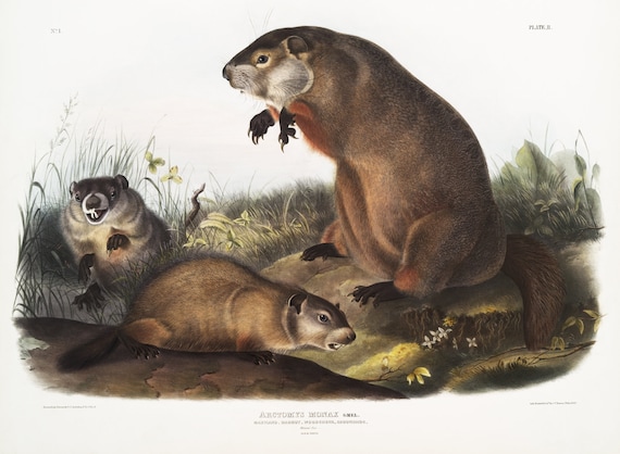 J.J. Audobon, Ground Hog, Woodchuck (Arctomys monax) from the viviparous quadrupeds of North America (1845),   50 x 70 cm, 20 x 25" approx.