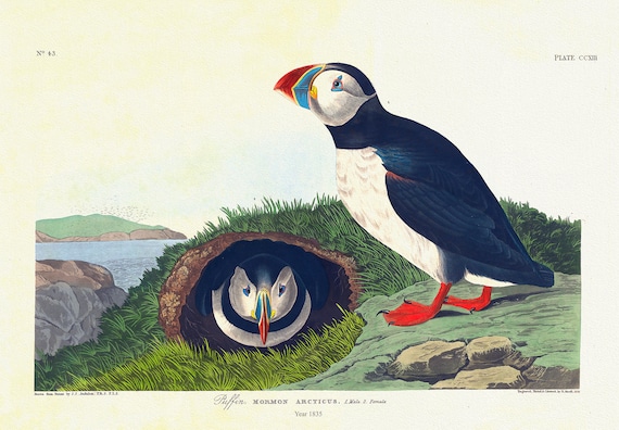 Puffin. Mormon arcticus. plate 213, 1836  Audobon auth.  , vintage  print on durable cotton canvas, 50 x 70 cm, 20 x 25" approx.