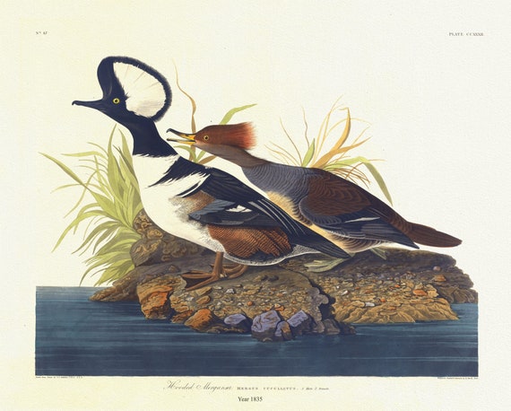 J.J. Audobon, Hooded merganser. Mergus cucullatus. 1. Male 2. Female. c.1 v.3 plate 232, 1835, on canvas,  50 x 70 cm, 20 x 25" approx.