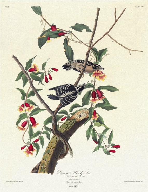 J.J. Audobon,  Downy woodpecker. Picus pubescens. Male, 1. Female, 2. Bignonia, 1835, vintage nature print on canvas, 20 x 25" approx.