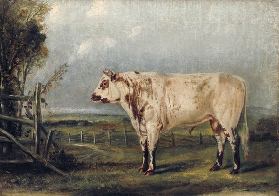 J.J. Audobon, A Young Bull (ca. 1849) painting, vintage nature print on canvas,  50 x 70 cm, 20 x 25" approx.