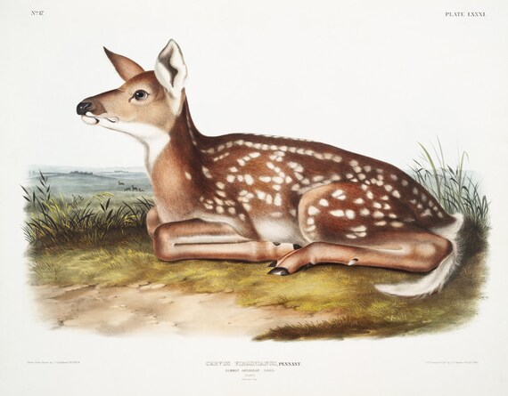 J.J. Audobon, North American Deer (Cervus Virginianus) from the viviparous quadrupeds of North America (1845) , 50 x 70 cm, 20 x 25" approx.