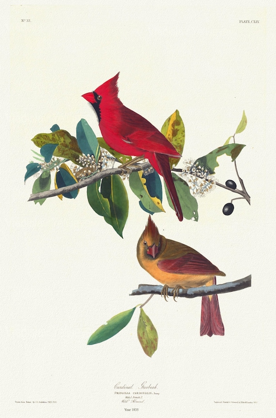J.J. Audubon, Cardinal grosbeak. Fringilla cardinalis, Bonap. Male, 1. Female, 2, 1835,  print on canvas,  50 x 70 cm, 20 x 25" approx.
