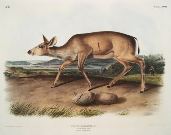 J.J. Audobon, Black-tailed Deer (Cervus macrotis) from the viviparous quadrupeds of North America (1845),   50 x 70 cm, 20 x 25" approx.