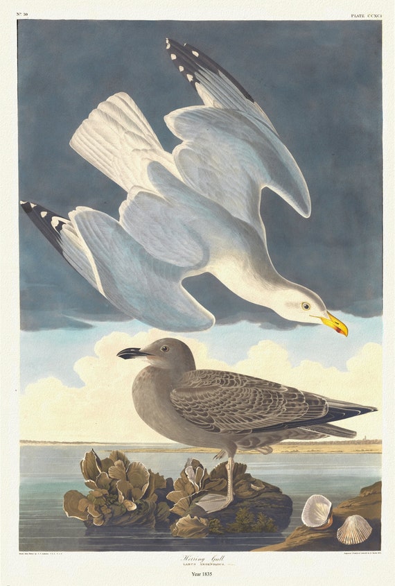 J.J. Audubon, Herring gull. Larus argentatus, Brunn. 1. Adult male spring plumage. 2. Young, 1835, on canvas,  50 x 70 cm, 20 x 25" approx.