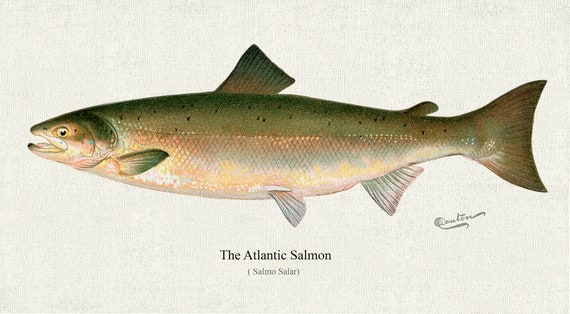 The Atlantic Salmon ( Salmo Salar), 1913, Denton auth, fishing print reprinted on durable cotton canvas, 50 x 70 cm, 20 x 25" approx.