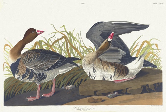 J.J. Audubon, White-fronted goose, Lath. Anser albifrons, Bechst. 1. Male. 2. Female, 1835,  print on canvas,  50 x 70 cm, 20 x 25" approx.