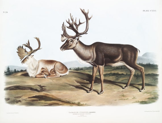 J.J. Audobon, Caribou or North American Rein Deer (Tarandus furcifer) from the viviparous quadrupeds of North America (1845) 20 x 25"