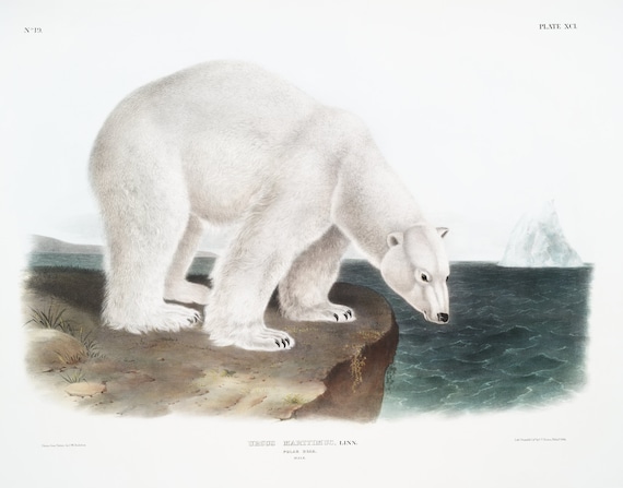 J.J. Audobon, Polar Bear (Ursus maritimus) from the viviparous quadrupeds of North America (1845) , on canvas,  50 x 70 cm, 20 x 25" approx.