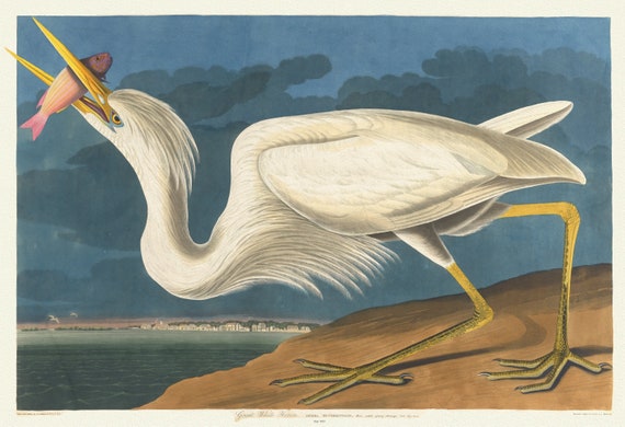 J.J. Audubon, Great white heron. Ardea occidentalis, male adult spring plumage, 1835 , print on canvas,  50 x 70 cm, 20 x 25" approx.