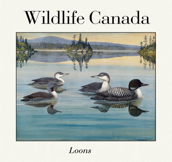 Wildlife Canada, Loons, vintage nature print on canvas,  50 x 70 cm, 20 x 25" approx.