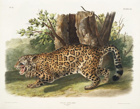 J.J. Audobon, Jaguar (Felis onca) from the viviparous quadrupeds of North America (1845),  on canvas,  50 x 70 cm, 20 x 25" approx.