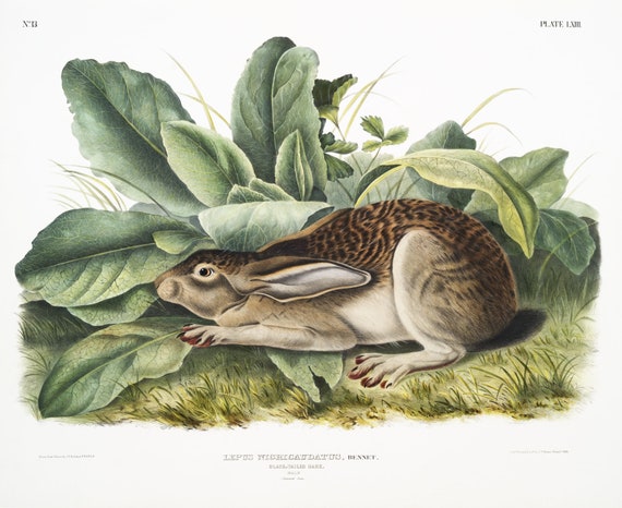 J.J. Audobon, Black-tailed Hare (Lepus negricaudatus) from the viviparous quadrupeds of North America (1845),  50 x 70 cm, 20 x 25" approx.