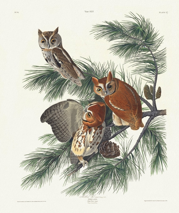 J.J. Audubon,  Mottled owl. Adult, 1. Young, 2 & 3. Strix asio. Plant pinus inops. Vulgo Jersey pine, 1835, canvas,  50 x 70 cm,