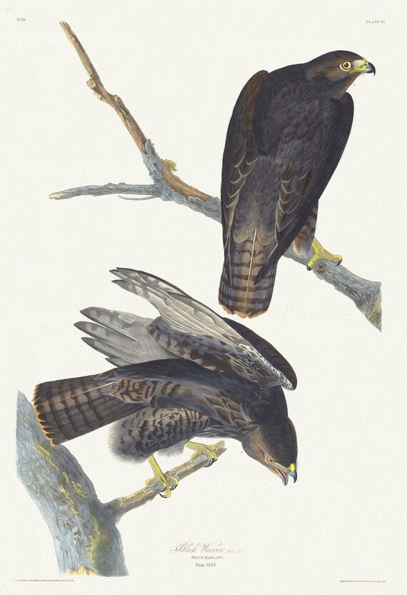 J.J. Audubon, Black warrior. Male, 1. F, 2. Falco harlani, 1835, vintage nature print on canvas,  50 x 70 cm, 20 x 25" approx.