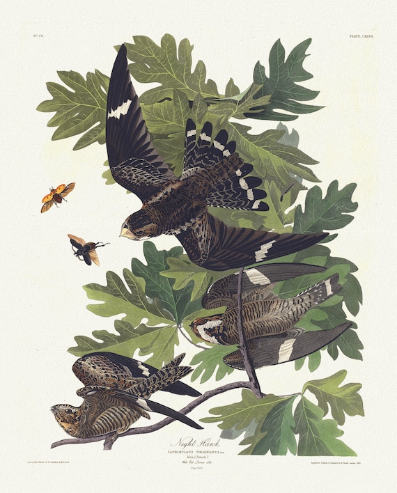 J.J. Audubon,  Night hawk. Caprimulgus virginianus, Briss. Male, 1. Female, 2. White oak. Quercus alba, 1835,  50 x 70 cm, 20 x 25" approx.