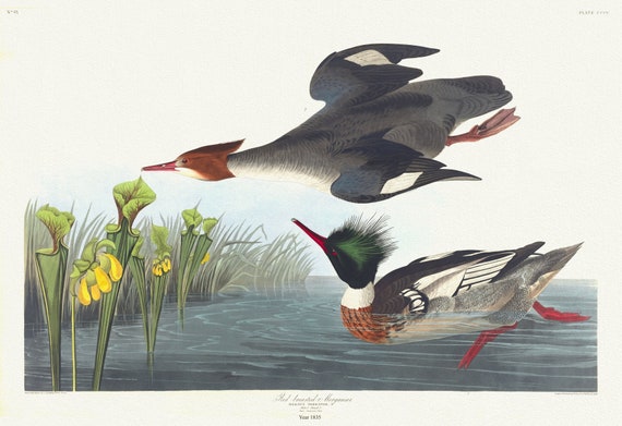 J.J. Audobon, Red-breasted merganser. Mergus serrator, c.1 v.4 plate 401, 1835, print on canvas,  50 x 70 cm, 20 x 25" approx.