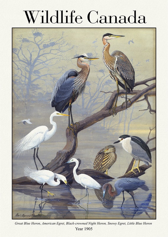 Wildlife Canada, Great Blue Heron, American Egret, Black-crowned Night Heron, Snowy Egret, Little Blue Heron, 1905, 50 x 70 cm, 20 x 25"