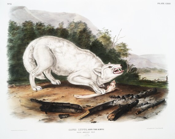 J.J. Audobon, White Wolf (Canis lupus) from the viviparous quadrupeds of North America (1845) ,print,  50 x 70 cm, 20 x 25" approx.