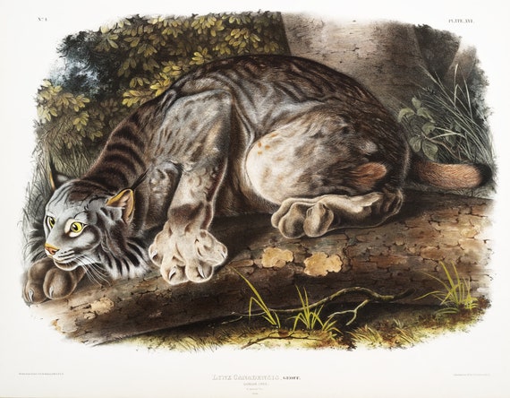 J.J. Audobon, Canada Lynx (Lynx Canadensis) from the viviparous quadrupeds of North America (1845) , canvas,  50 x 70 cm, 20 x 25" approx.