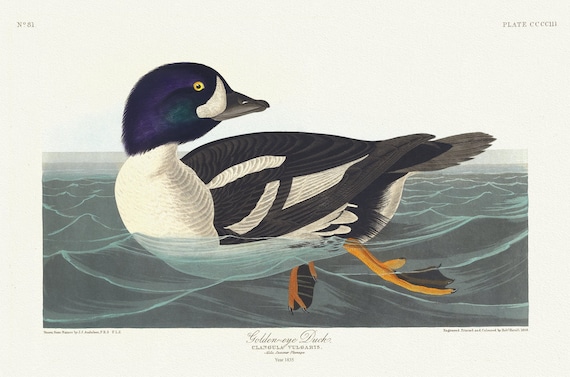 J.J. Audobon,  Golden-eye duck. Ciangula vulgaris. Male, summer plumage, 1835, vintage nature print on canvas,  50 x 70 cm, 20 x 25" approx.