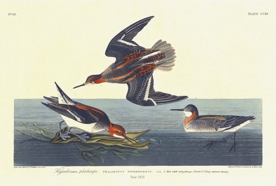 J.J. Audobon,  Hyperborean phalarope. Phalaropus hyperboreus, Lath. 1. Male adult spring plumage. 2. Female. 3. Young, 1835 20 x 25" approx.