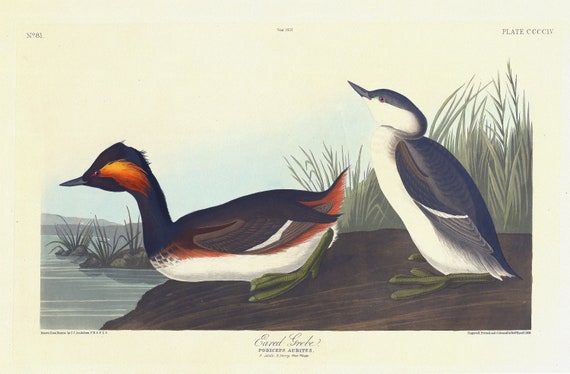 J.J. Audubon,  Eared grebe.  Podiceps auritus. 1. Adult. 2. Young first winter, Ver. II , print on canvas,  50 x 70 cm, 20 x 25" approx.