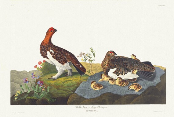 J.J. Audubon,  Willow grous or large ptarmigan. Tetrao saliceti, Temm. Male, 1. Female, 1835, print on canvas,  50 x 70 cm, 20 x 25" approx.