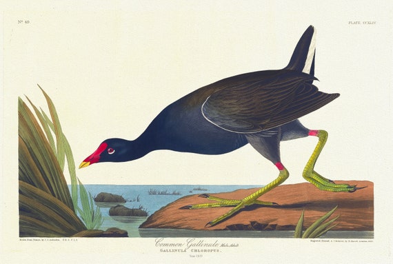 J.J. Audobon,  Common gallinule, male, adult. Gallinula chloropus, 1835, vintage nature print on canvas,  50 x 70 cm, 20 x 25" approx.