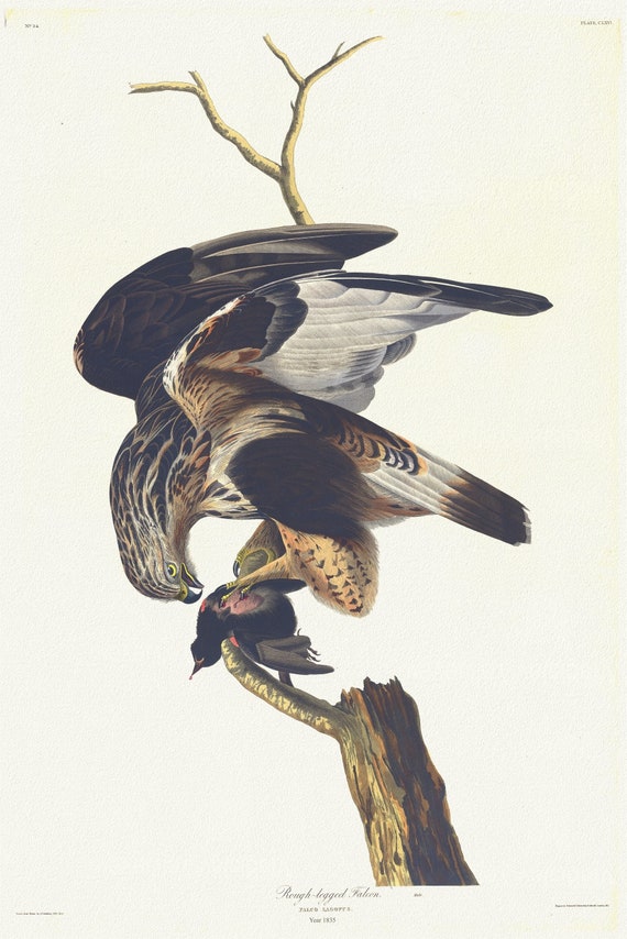 J.J. Audubon, Rough-legged falcon  Falco lagopus, 1835, vintage nature print on canvas,  50 x 70 cm, 20 x 25" approx.