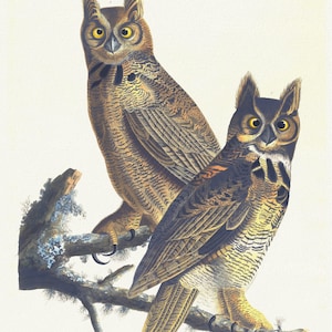 J.J. Audobon, Great horned-owl. Male,Strix virginiana. c.2 v.1 plate 61 n.1, 1835 ,nature print on canvas,  50 x 70 cm, 20 x 25&quot; approx.
