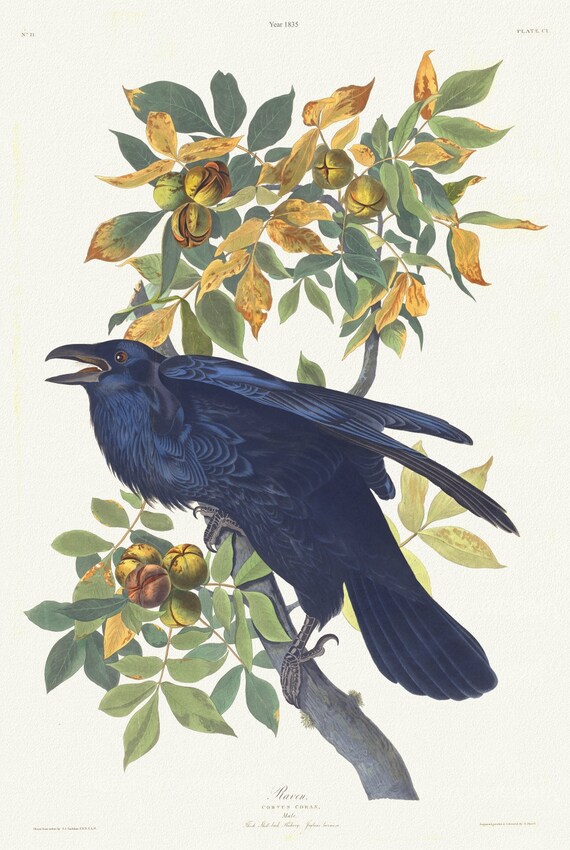 J.J. Audubon,  Raven .Corvus corax. Male.. Juglans lacinosa, 1835 , vintage nature print on canvas,  50 x 70 cm, 20 x 25" approx.