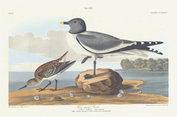 J.J. Audobon,  Fork-tailed gull. Larus sabini, Swain & Richards. 1. Male summer plumage. 2. Tringa arenaria male spring plumage. c.1 v, 1835