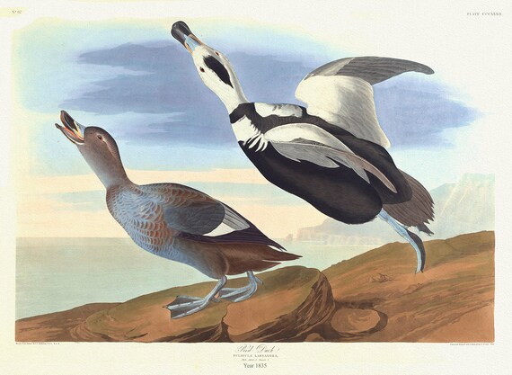 J.J. Audobon, Pied Duck. Fuligula Labradora. 1835, bird print on durable cotton canvas, 19x27inches(50x70cm) approx.